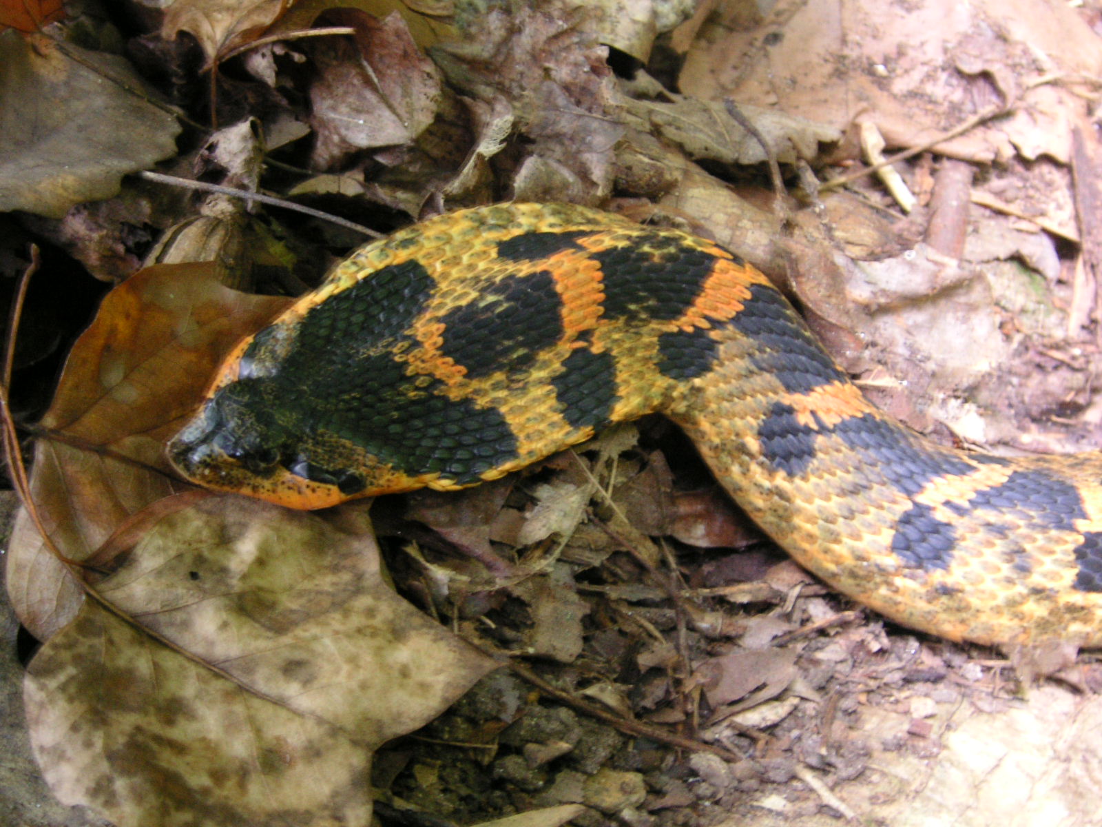 Eastern Hognose Snake Imitating A Cobra With Flattened Neck. : R 